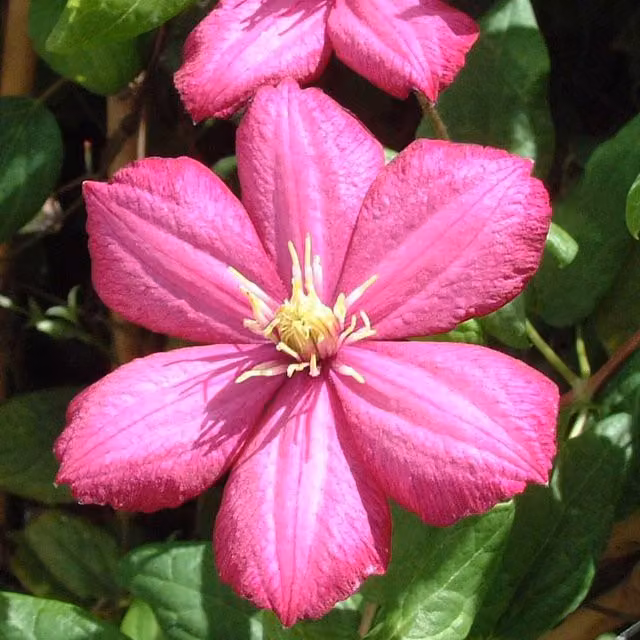 Plants By Post Pink Clematis Ville De Lyon Perennial Outdoor Climber