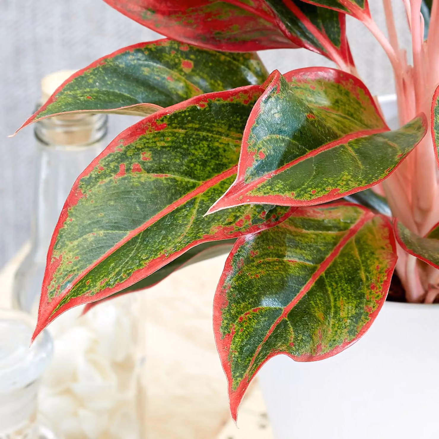 Primrose Aglaonema Chinese Evergreen Indoor Plant in 12cm Pot, 25cm Height, Green Foliage with Pink and White Accents – 2