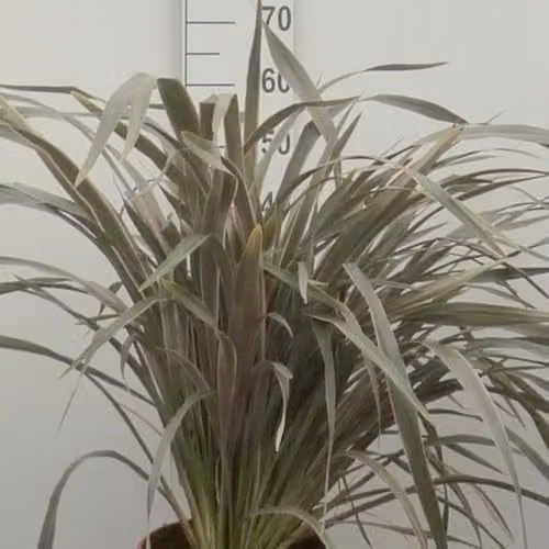 Thompson & Morgan Phormium Pink Stripe Hardy Evergreen Perennial New Zealand Flax, 3 x 9cm Pots
