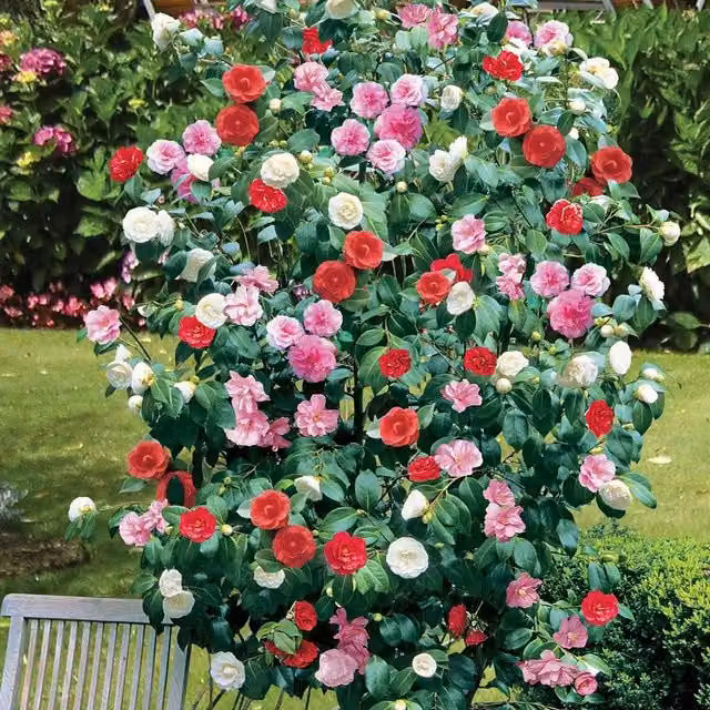 Thompson & Morgan Camellia Tricolour Potted Ornamental Shrub in Multicolour