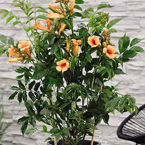 Thompson and Morgan Campsis x Tagliabuana Indian Summer Orange Climbing Shrub in 2 Litre Pot