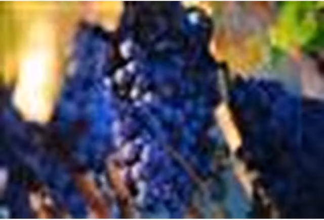 Direct Plants Vitis Boskoop Glory Black Grape Climbing Fruit Plant in a 3L Pot