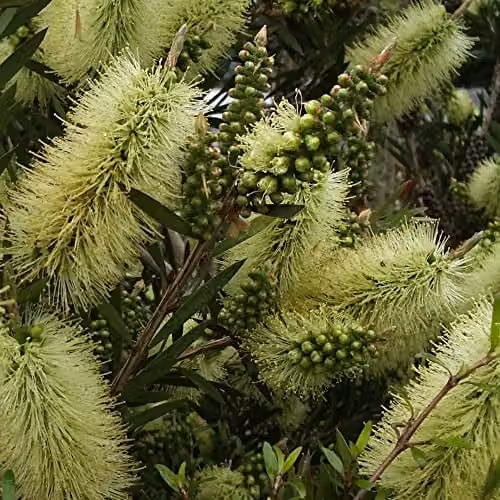 Thompson and Morgan Callistemon Honey Pot Yellow Bottlebrush Ornamental Shrub with Yellow Flowers, 9cm Pot