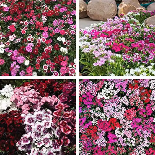 Thompson and Morgan Dianthus IQ Cottage Garden Hardy Perennial Bedding Plants, 30 Garden Ready Plants