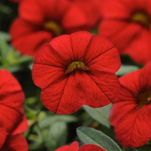 Plant Theory Set of 3 Cabaret Bright Red Mini Petunia Calibrachoa Balcabrite PBR in 9cm Pots