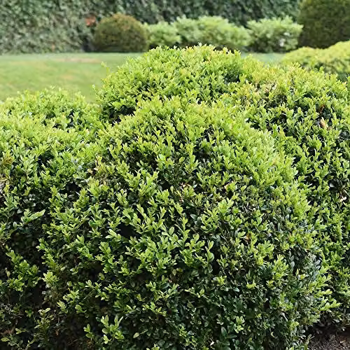 Thompson & Morgan Buxus Sempervirens Box Ball Evergreen Shrub Topiary in 23cm Pots – 3