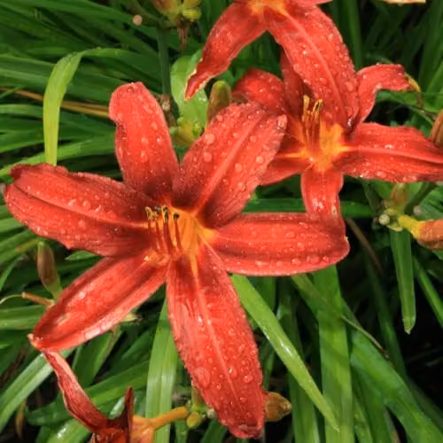 Thompson and Morgan Hemerocallis Crimson Pirate Red Daylilies, Pack of 2 x 9cm Pots