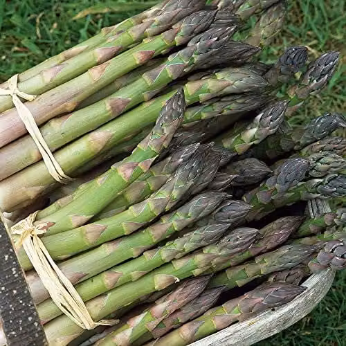 Thompson and Morgan Asparagus Mary Washington Vegetable Seeds, 50 Seeds per Packet