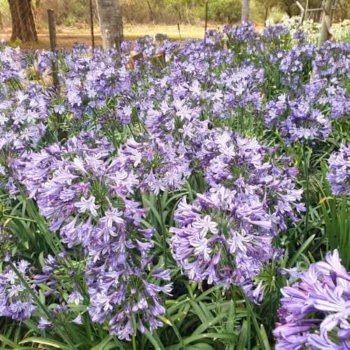Thompson and Morgan Agapanthus Poppin Star Purple Long-Flowering Perennial, 2 Litre Pot – 3