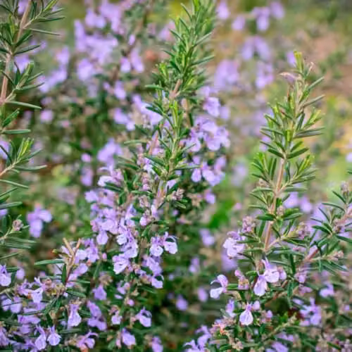 Thompson & Morgan Rosemary Miss Jessop's Upright Evergreen Herb Plant in 1-Litre Pot