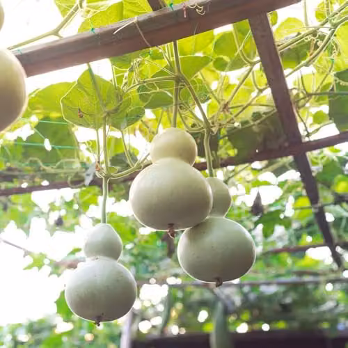 Thompson and Morgan Bird House Calabash Bottle Gourd Seeds, 6 Seeds, Green and Multicolour Climber