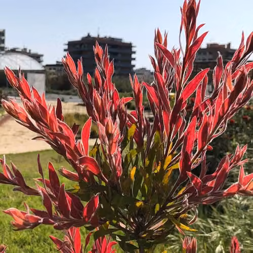 YouGarden Callistemon Red Rocket Ornamental Shrub, Summer Flowering Bottlebrush, 17cm Pot – 2