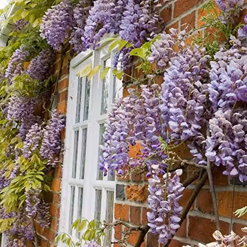 Thompson and Morgan Wisteria Sinensis Scented Climbing Shrub, Blue and Purple, 1 x 9cm Pot