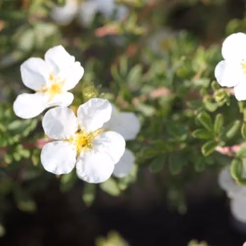 Thompson & Morgan Potentilla fruticosa Abbotswood Hardy White Shrubby Cinquefoil, 9cm Pot