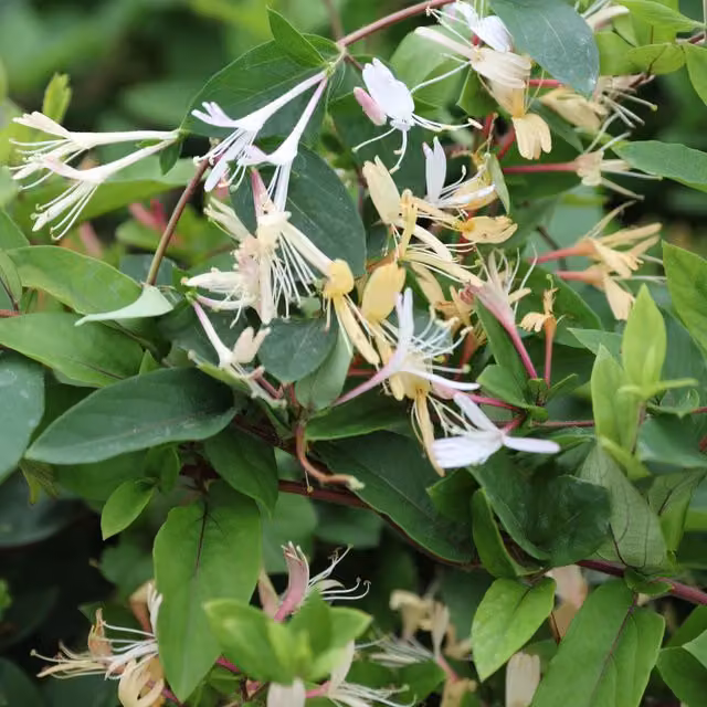 Plants By Post Lonicera Japonica Repens Ornamental Ground Cover Plant with Creamy White and Yellow Flowers