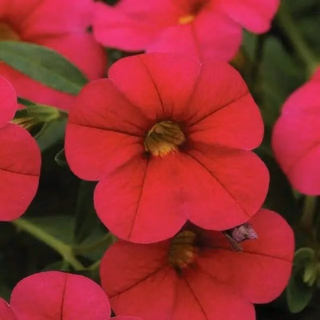 Plants by Post Pink Calibrachoa Bedding Plants in 3 x 9cm Pots