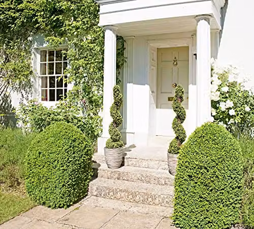 GreenBrokers 2x Artificial Spiral Boxwood Topiary Trees, Green, Height: 96 cm – 5