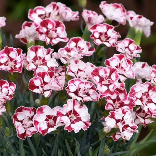 Plant Theory Dianthus Allwoodii Pink Bedding Plant in 9cm Pot – 2