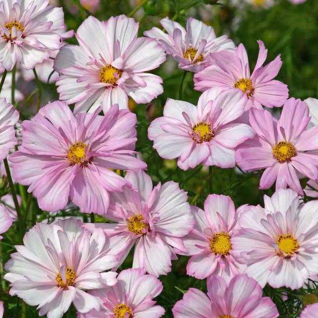 Marshalls Cosmos Cosimo Collarette Flower Seeds, 50 Seeds, Pink, White, Yellow and Green Varieties