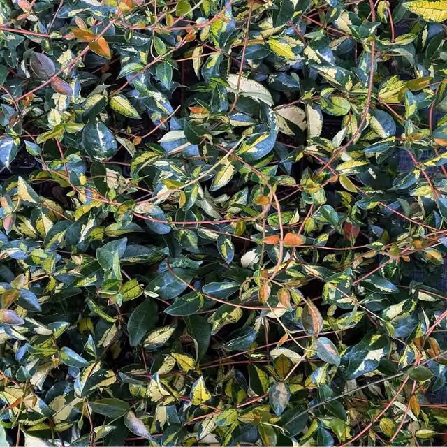 Direct Plants Trachelospermum Summer Sunset Star Jasmine Climbing Plant, White and Gold, 2L Pot
