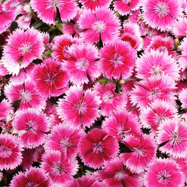 Plants by Post Dianthus Hardy Violet Picotee Fragrant Perennial Outdoor Plants, 2 x 1L Pots