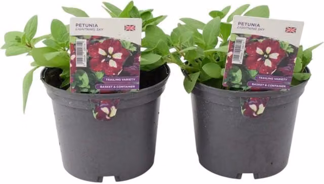 Plants by Post Petunia Lightning Sky Bedding Plants, 2 x 1L, Deep Purple with White Speckles