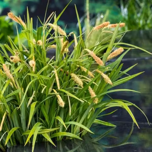 Thompson & Morgan Carex pendula Pendulous Sedge Marginal Aquatic Hardy Perennial, 3 x 9cm Pots