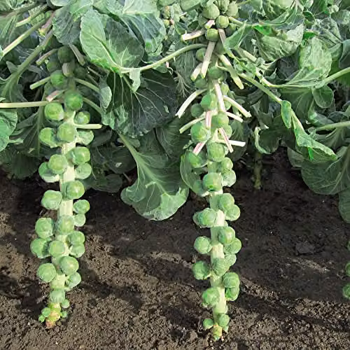 Thompson and Morgan Marte F1 Hybrid Non-Bitter Brussels Sprout Seeds, 15 Seeds per Packet – 2