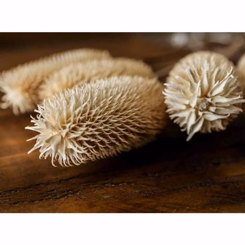 Lemon Pavilion Furniture and Decor Bouquet of Dried Tall Thistle Artificial Plant in White and Beige, W12 x D12 x H60 cm – 3