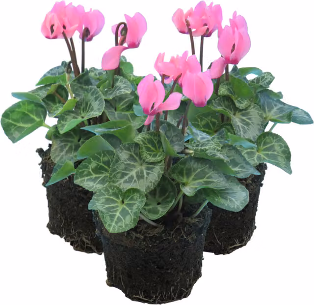 Plants by Post Salmon Cyclamen Perennial for Outdoor Ornamental Gardens