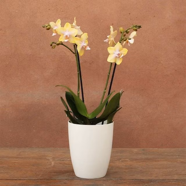 Primrose Scented Phalaenopsis Orchid in Orange and Yellow with 12cm Pot – 1