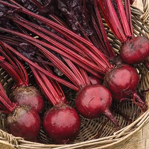 Thompson and Morgan Beetroot Morello Beta Vulgaris Vegetable Seeds, 150 Seeds