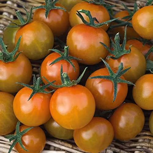 Thompson & Morgan Sungold F1 Hybrid Sweet Golden Cherry Tomato Seeds, Cordon Variety, 1x Seed Packet – 3