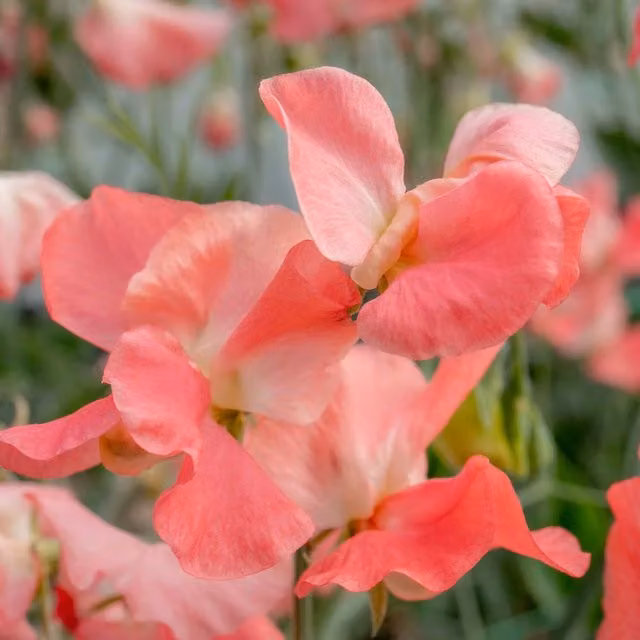 Unwins Princess Elizabeth Sweet Pea Seeds, Pink Climbing Flower Seeds