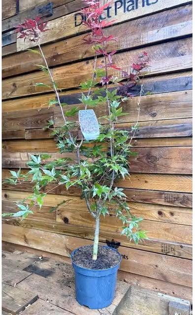 Direct Plants Japanese Acer Palmatum Bloodgood Ornamental Tree, Purple, Height: 110 cm, 7.5 l Pot