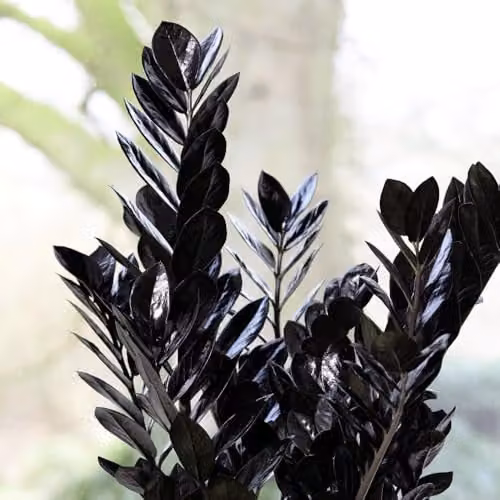 Thompson & Morgan Zamioculcas zamiifolia Raven Indoor Houseplant with Glossy Black Foliage, 2 x 14cm Potted Plants – 1
