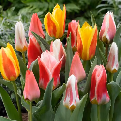 YouGarden Early Flowering Short Tulip Mix, 50 Multicolour Bulbs – 1