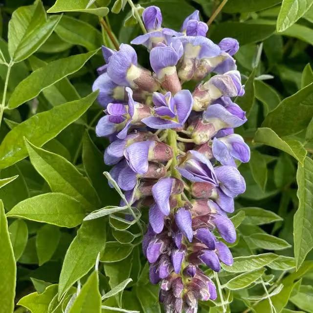 Marshalls Garden Purple Wisteria Perennial Climber with Spring Blooms