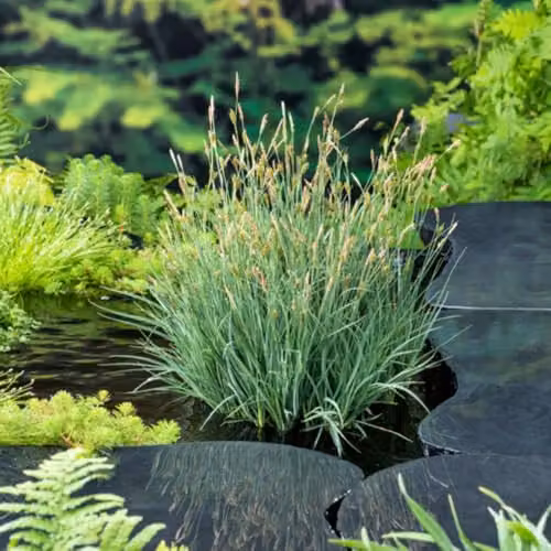 Thompson & Morgan Carex panicea Carnation Sedge Dwarf Blue Sedge Marginal Aquatic Plant in 9cm Pot