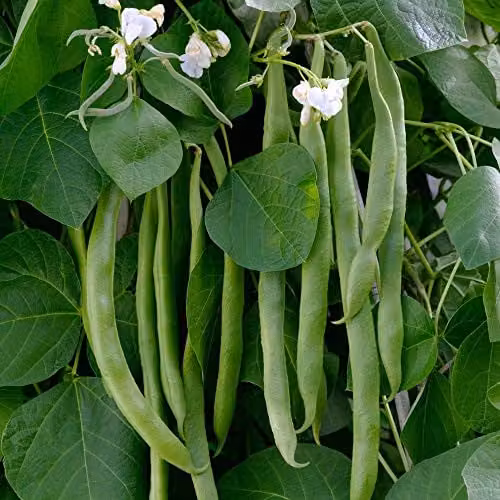 Thompson and Morgan White Lady Runner Bean Seeds, 30 Seeds per Packet – 1