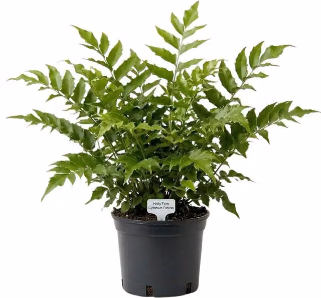 Plants by Post Cyrtomium Holly Fern Evergreen Shade Plant, Green, 2L Pot