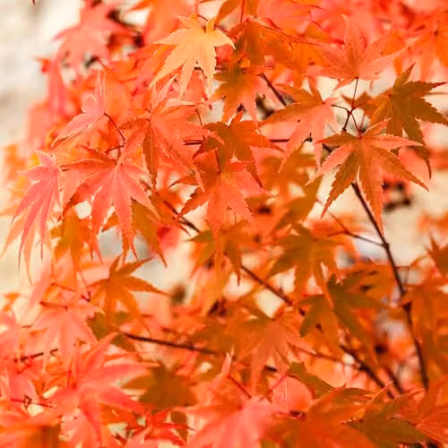 YouGarden Japanese Maple Acer Palmatum Phoenix Ornamental Tree, 1.5L Pot