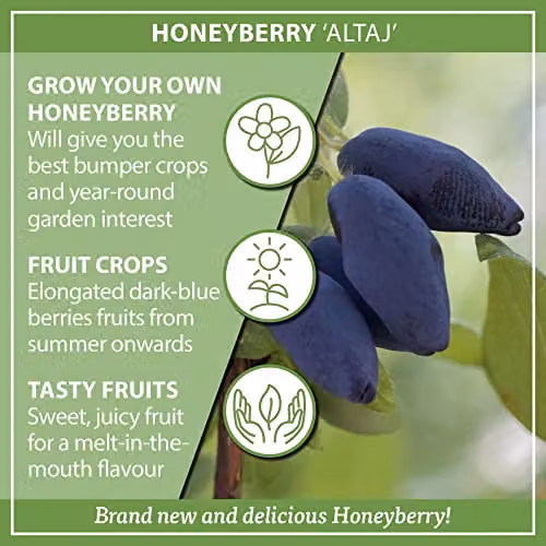 YouGarden Lonicera kamschatiana Honeyberry Altaj Plant in 1.7 Litre Pot – 4