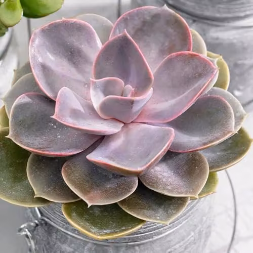 Primrose Echeveria Perle Von Nürnberg Hen and Chicks Succulent House Plant in Green, Purple and Red, 12cm Pot, Height: 10cm