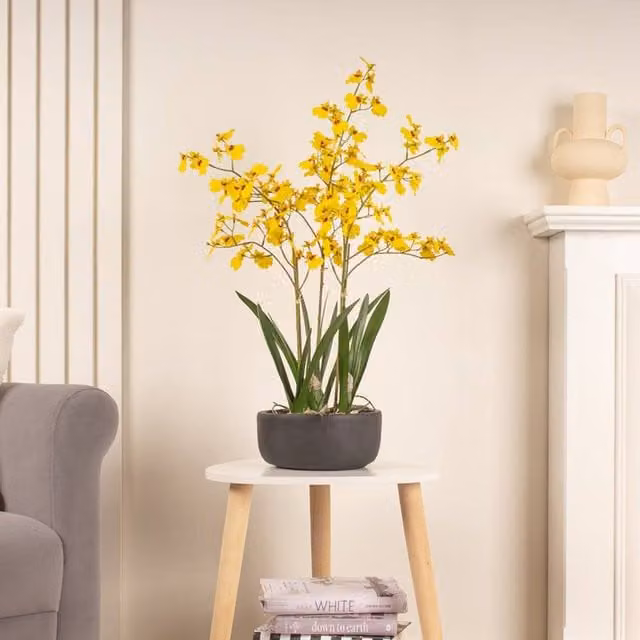 Scottish Everlastings Ltd Yellow Dancing Orchid in a Black Ceramic Pot, Height: 71 cm