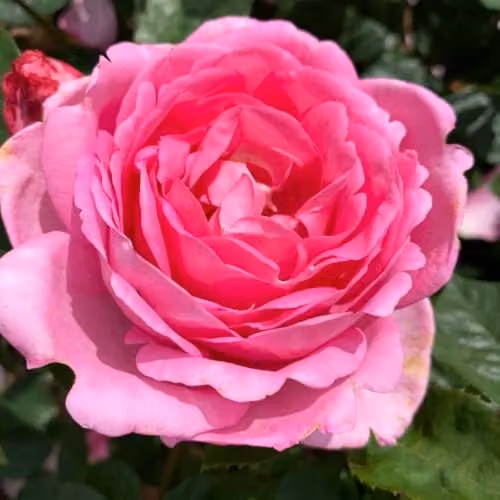 Thompson & Morgan Rose Mum in a Million Hybrid Tea Pink Bare Root Shrub Plant