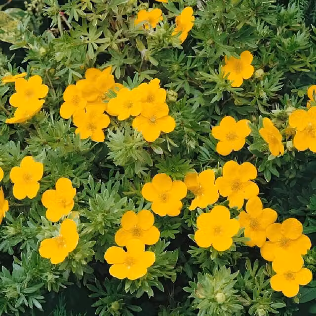 Direct Plants 3x Potentilla Gold Finger Yellow Ornamental Garden Shrubs