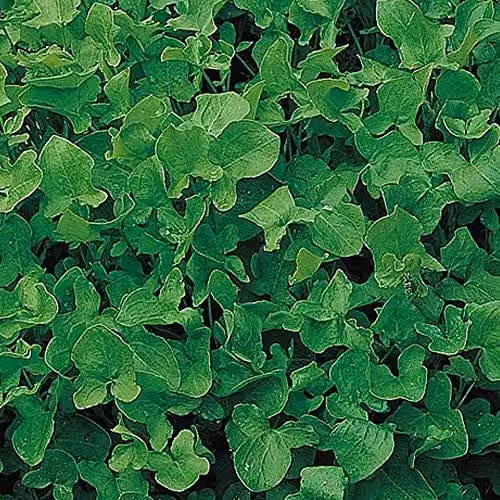 Thompson and Morgan Sorrel Vegetable Seeds, 1000 Seeds