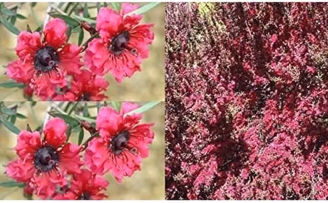Direct Plants Leptospermum Red Damask Ornamental Shrub Plant, Pink, 9cm Pot