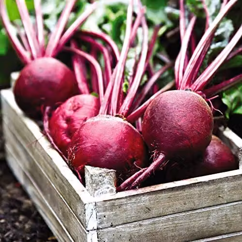 Thompson and Morgan Rubidus Globe Beetroot Seeds, 200 Seeds